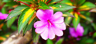 一键问题诊断的手机号自动轰炸